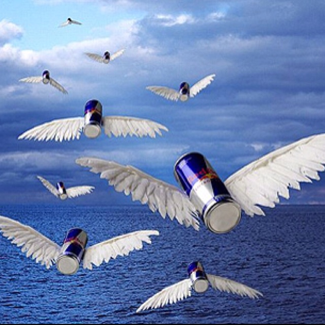 RedBull's Birds